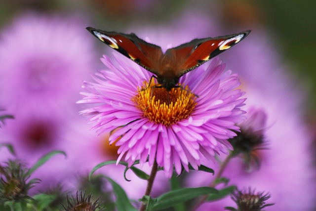 connygatz-red-admiral-butterfly-4710578_640